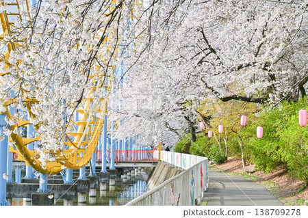 Hanazouji公園盛開 138709278