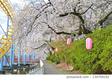 Hanazouji公園盛開 Hanazouji公園盛開 138709282