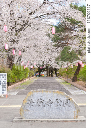 Hanazouji Park in full bloom of cherry blossoms Hanazouji Park in full bloom of cherry blossoms 138709317