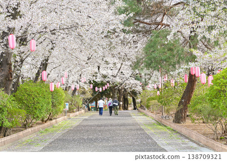 Hanazouji公園盛開 138709321