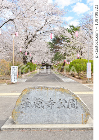 Hanazouji Park in full bloom of cherry blossoms 138709323