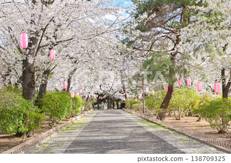 Hanazouji公園盛開 Hanazouji公園盛開 138709325