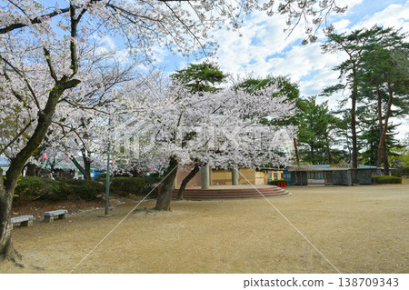 Hanazouji公園盛開 138709343