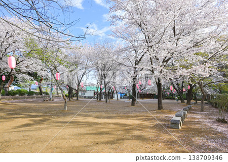 Hanazouji公園盛開 Hanazouji公園盛開 138709346