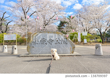 Hanazouji Park in full bloom of cherry blossoms Hanazouji Park in full bloom of cherry blossoms 138709397
