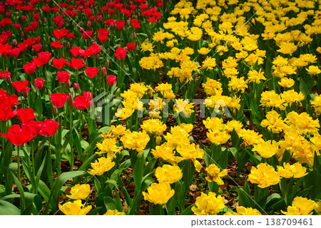 Tulips in Yokohama Park herald the arrival of spring. Tulips in Yokohama Park herald the arrival of spring. 138709461