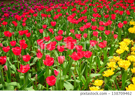 Tulips in Yokohama Park herald the arrival of spring. Tulips in Yokohama Park herald the arrival of spring. 138709462