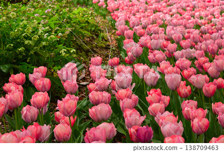 Tulips in Yokohama Park herald the arrival of spring. Tulips in Yokohama Park herald the arrival of spring. 138709463