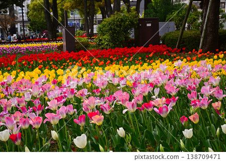 橫濱公園裡的鬱金香預示著春天的到來。 138709471