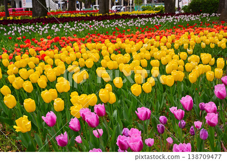 Tulips in Yokohama Park herald the arrival of spring. Tulips in Yokohama Park herald the arrival of spring. 138709477