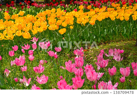 Tulips in Yokohama Park herald the arrival of spring. 138709478