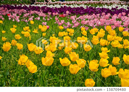 Tulips in Yokohama Park herald the arrival of spring. Tulips in Yokohama Park herald the arrival of spring. 138709480