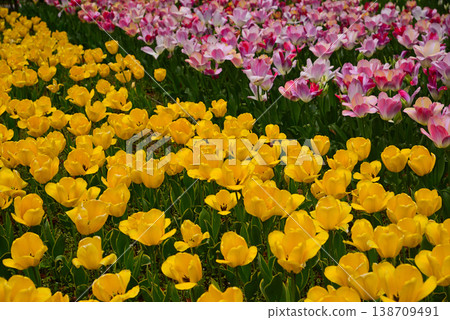 Tulips in Yokohama Park herald the arrival of spring. 138709491