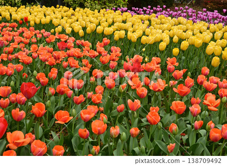 Tulips in Yokohama Park herald the arrival of spring. Tulips in Yokohama Park herald the arrival of spring. 138709492