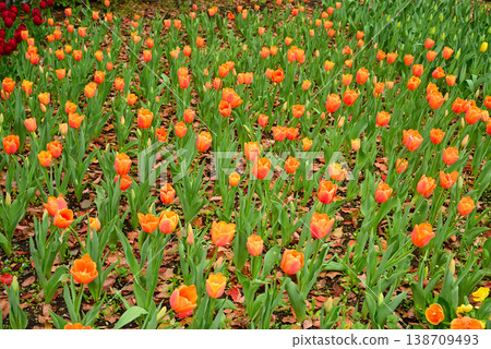 Tulips in Yokohama Park herald the arrival of spring. Tulips in Yokohama Park herald the arrival of spring. 138709493