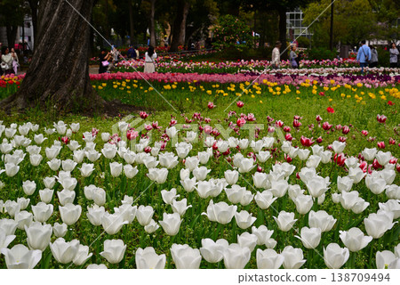 Tulips in Yokohama Park herald the arrival of spring. Tulips in Yokohama Park herald the arrival of spring. 138709494