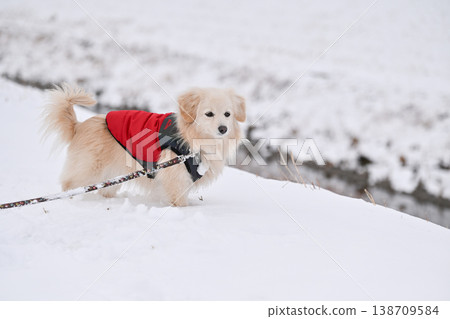 走在一個下雪天 138709584