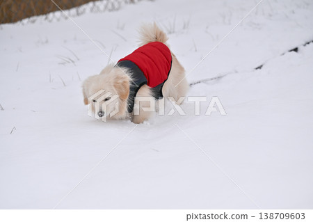 Walk on a snowy day Walk on a snowy day 138709603