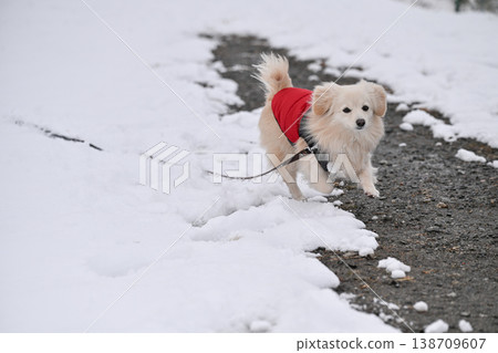 Walk on a snowy day Walk on a snowy day 138709607