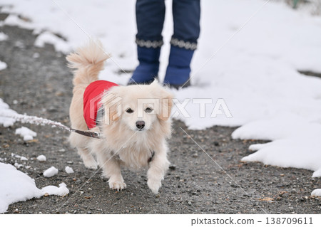 Walk on a snowy day 138709611