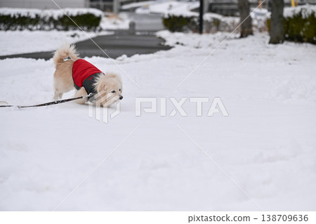 Walk on a snowy day 138709636