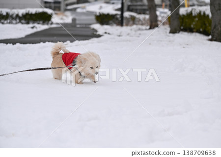 Walk on a snowy day Walk on a snowy day 138709638
