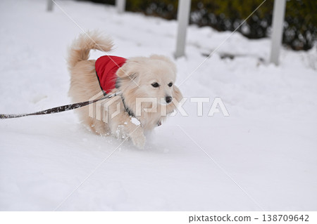 Walk on a snowy day Walk on a snowy day 138709642