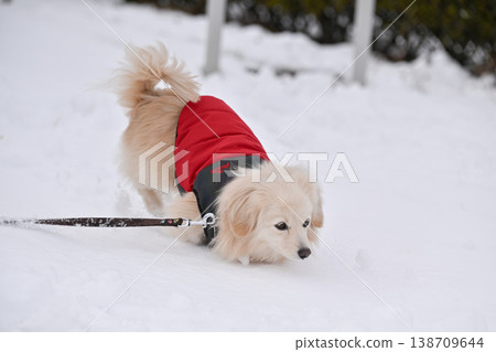 Walk on a snowy day Walk on a snowy day 138709644