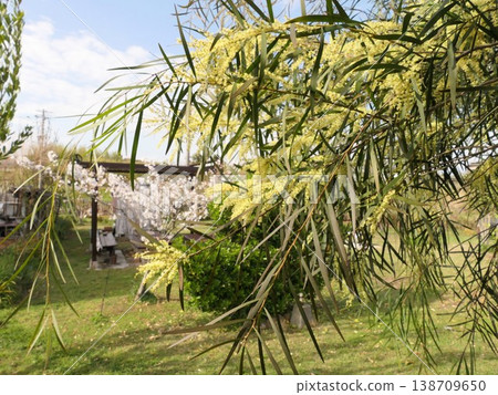 四月,含羞草終於開始開花,枝條垂得很低,幾乎碰到了地面。 四月,含羞草終於開始開花,枝條垂得很低,幾乎碰到了地面。 138709650