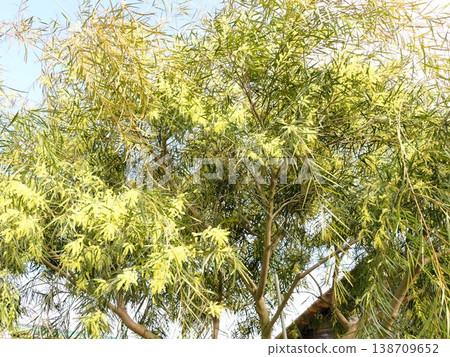 The mimosa finally started blooming in April, with branches hanging down so low they almost touch the ground. The mimosa finally started blooming in April, with branches hanging down so low they almost touch the ground. 138709652