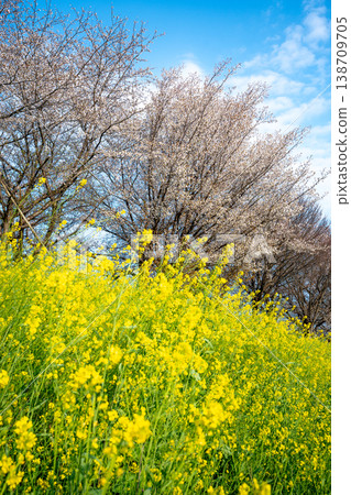 A spring landscape with a blue sky, cherry blossoms, and rapeseed flowers. A spring landscape with a blue sky, cherry blossoms, and rapeseed flowers. 138709705