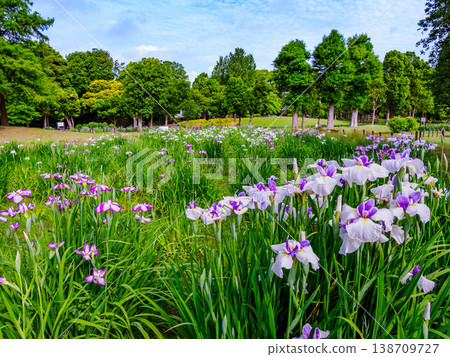 藍天映襯下盛開的鳶尾花：東京葛飾區水本公園鳶尾花園的初夏景色。 138709727