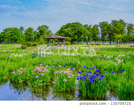 藍天映襯下盛開的鳶尾花：東京葛飾區水本公園鳶尾花園的初夏景色。 138709728