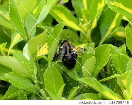 四月，大黃蜂1 138709746