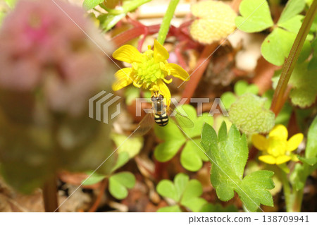 Close-up of a two-spotted hoverfly sucking nectar from a Ranunculus flower. Close-up of a two-spotted hoverfly sucking nectar from a Ranunculus flower. 138709941