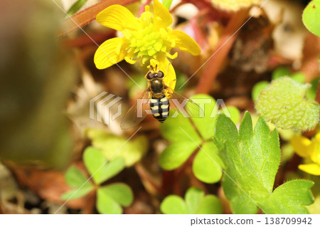 Close-up of a two-spotted hoverfly sucking nectar from a Ranunculus flower. Close-up of a two-spotted hoverfly sucking nectar from a Ranunculus flower. 138709942