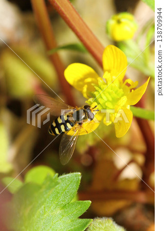 Close-up of a two-spotted hoverfly sucking nectar from a Ranunculus flower. Close-up of a two-spotted hoverfly sucking nectar from a Ranunculus flower. 138709944