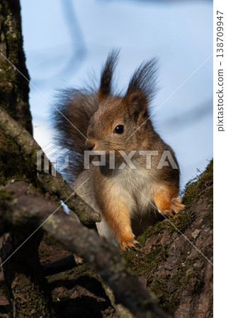 The squirrel on a tree. The squirrel on a tree. 138709947