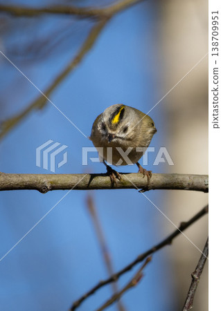 Goldcrest (Regulus regulus) perching on tree. 138709951