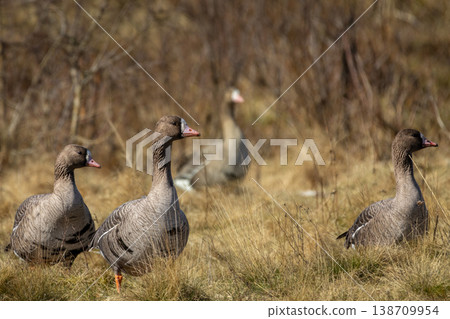 White fronted goose (anser albifrons flavirostris) White fronted goose (anser albifrons flavirostris) 138709954