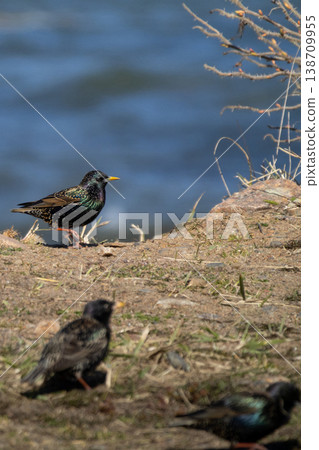 The common starling Sturnus vulgaris The common starling Sturnus vulgaris 138709955