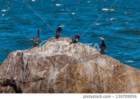 Two Great cormorants, Phalacrocorax carbo 138709956