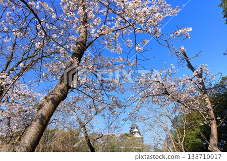 [Okayama Prefecture] Cherry blossoms in full bloom and Okayama Castle keep 138710017