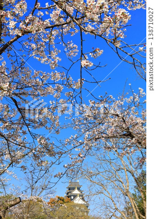 [Okayama Prefecture] Cherry blossoms in full bloom and Okayama Castle keep 138710027