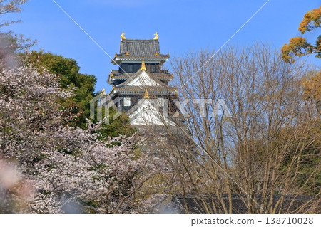 [Okayama Prefecture] Cherry blossoms in full bloom and Okayama Castle keep 138710028