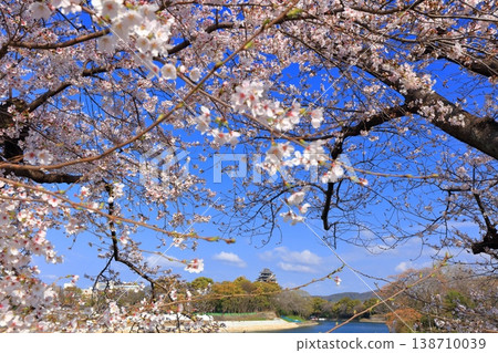 [Okayama Prefecture] Cherry blossoms in full bloom and Okayama Castle keep 138710039