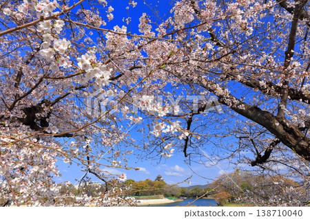 [Okayama Prefecture] Cherry blossoms in full bloom and Okayama Castle keep 138710040