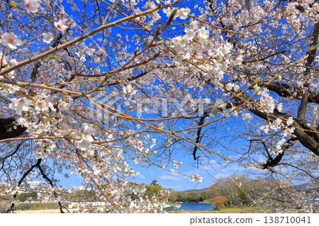 【岡山縣】櫻花盛開,岡山城天守閣 【岡山縣】櫻花盛開,岡山城天守閣 138710041