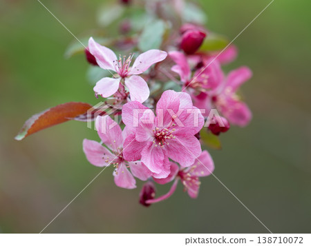 Lovely crabapple blossoms 138710072