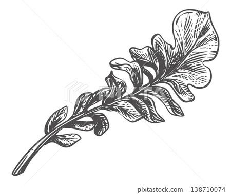 Daikon leaf sketch. Illustration of a leafy vegetable. Vector engraving. Radish leaf, long and carved. Hand drawn, imitating etching. Arugula, Swiss chard, or rhubarb. Daikon leaf sketch. Illustration of a leafy vegetable. Vector engraving. Radish leaf, long and carved. Hand drawn, imitating etching. Arugula, Swiss chard, or rhubarb. 138710074